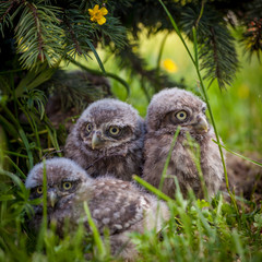 Little Owl Babies, 5 weeks old, on grass