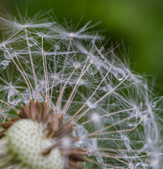 close up of seeds dandelion