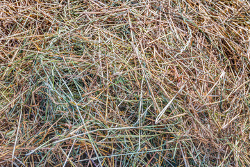Drying grass from very close