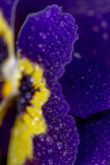 closeup of violet