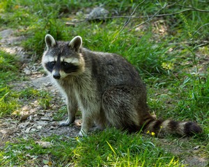 Naklejka premium Single Racoon in grass.