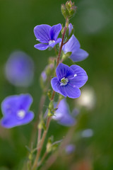 blue flowers in the garden