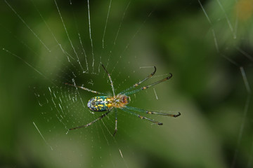 Garden spider on a web close-up