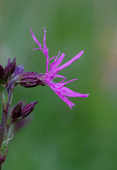 purple flower on green background