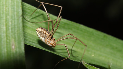 Daddy long legs spider on a leaf