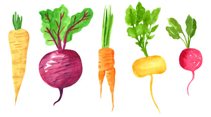 Set of different taproot vegetables, hand drawn watercolor illustration. Parsnip, beetroot, carrot, turnip, radish. Can be used for menu and recipe design.