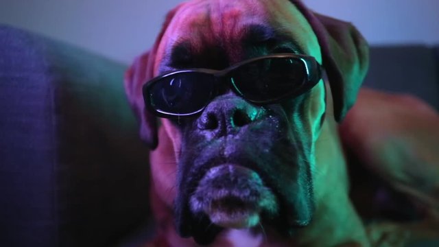 Close up on dog's head with sunglasses.