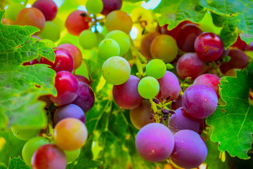 Grapes in branch