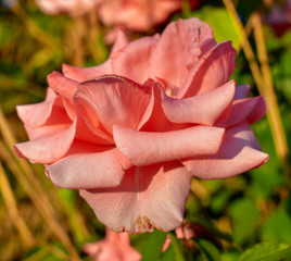 Garden Rose Background