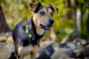 Portrait of young black and tan crossbreed dog in a beautiful summer nature scene.