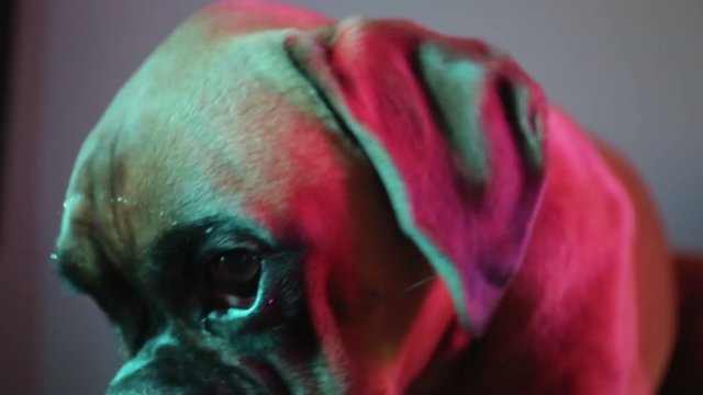 Close up shot on boxer dog head in colourful light.