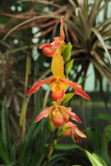 Orchideen in der Wilhelma in Stuttgart