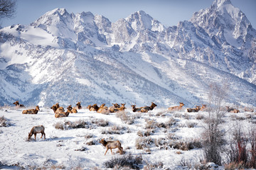 Grand Tetons Elk