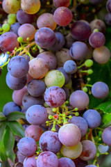 Grapes in branch