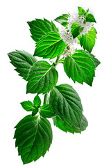 Peppermint m. piperita plant, isolated