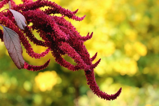 Amaranthus ( Garten-Fuchsschwanz ) 