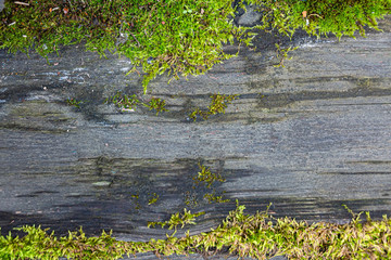 Texture board of an old tree with green lichen. Desktop Wallpaper.