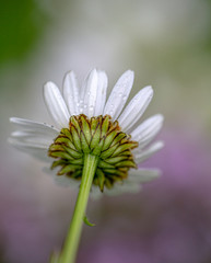 Fototapeta premium white daisy flower