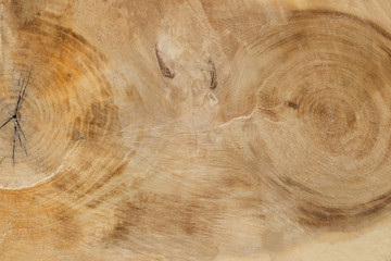 cutting a big old tree