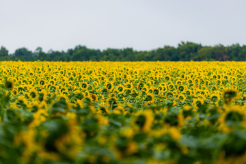 Obraz premium Wonderful panoramic view field of sunflowers by summertime