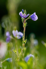blue flower in garden
