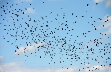 many birds flying in the blue sky