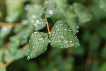 Raindrops on green leaves, morning dew on leaves in the garden