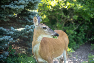 White-tailed deer ( Odocoileus virginianus) in garden