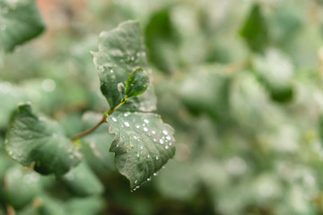 Raindrops on green leaves, morning dew on leaves in the garden