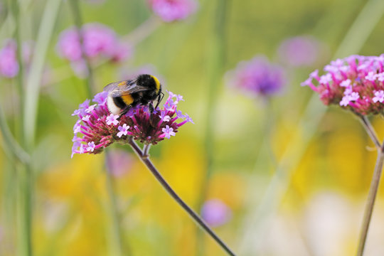 bourdon sur fleur 