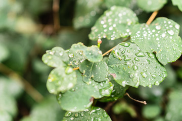 Raindrops on green leaves, morning dew on leaves in the garden