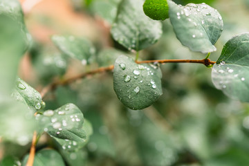 Raindrops on green leaves, morning dew on leaves in the garden