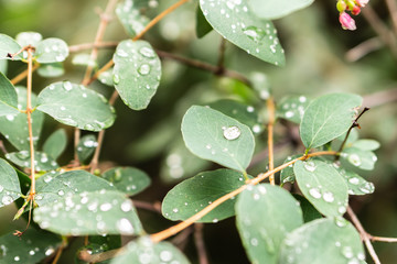 Raindrops on green leaves, morning dew on leaves in the garden