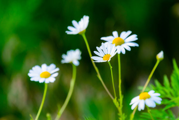 White daisies in a chamomile field