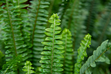 macro view of green fern petals. Fern on the background of green plants. Nephrolepis exaltata. Vibrant ferns close up