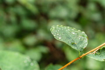 Raindrops on green leaves, morning dew on leaves in the garden