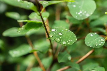 Raindrops on green leaves, morning dew on leaves in the garden