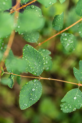 Raindrops on green leaves, morning dew on leaves in the garden