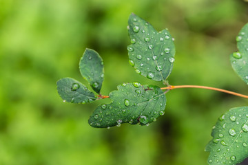 Raindrops on green leaves, morning dew on leaves in the garden