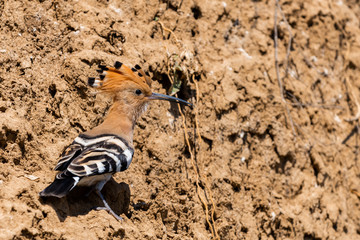 Eurasian Hoopoe or Common Hoopoe or Upupa epops the beautiful brown bird with spiky hair, beautiful crested bird
