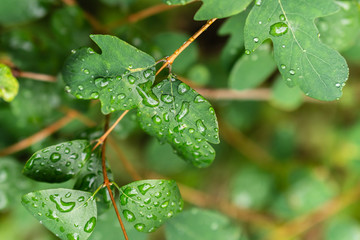 Raindrops on green leaves, morning dew on leaves in the garden