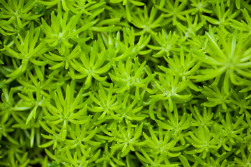 Flower Portulaca oleracea or green moss in forest.