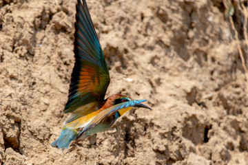 European bee-eater or Merops Apiaster in natural habitat