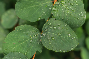 Raindrops on green leaves, morning dew on leaves in the garden