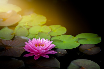lotus flower pink nature blossom water background beautiful