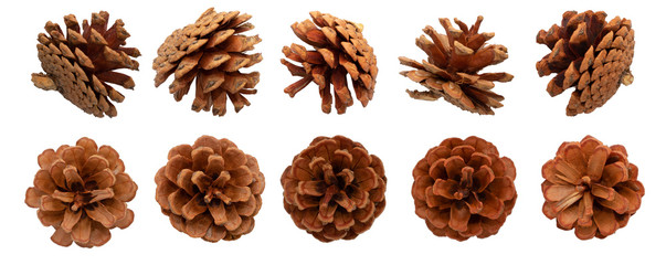 Set of cones various coniferous trees isolated on white