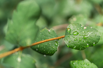 Raindrops on green leaves, morning dew on leaves in the garden