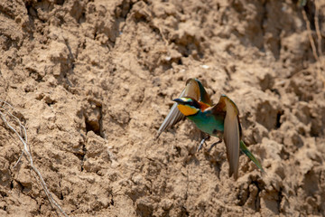 European bee-eater or Merops Apiaster in natural habitat