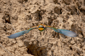 European bee-eater or Merops Apiaster in natural habitat