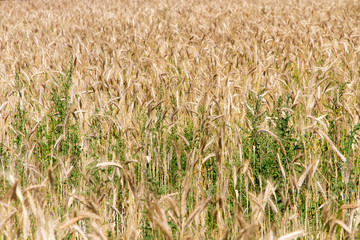 Ears of wheat grow in the field in the summer